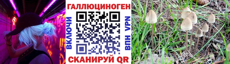 даркнет сайт  Усть-Джегута  Псилоцибиновые грибы Psilocybe 