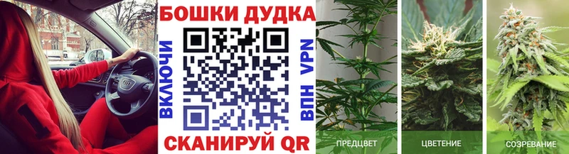 МАРИХУАНА сатива Усть-Джегута